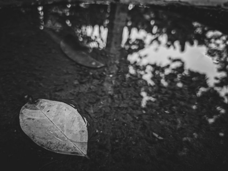Illustrasjonsfoto: ett blad på bakken ved siden av bytt med et vannspeil av et tre, i gråtoner.